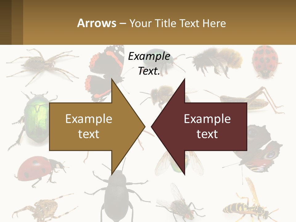 A Group Of Bugs And Bees On A White Background PowerPoint Template