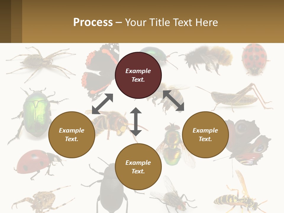 A Group Of Bugs And Bees On A White Background PowerPoint Template