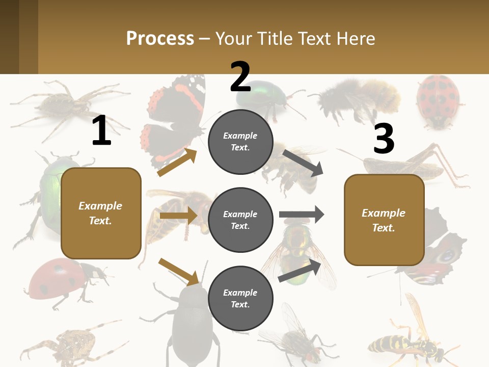A Group Of Bugs And Bees On A White Background PowerPoint Template