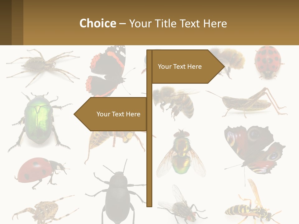 A Group Of Bugs And Bees On A White Background PowerPoint Template