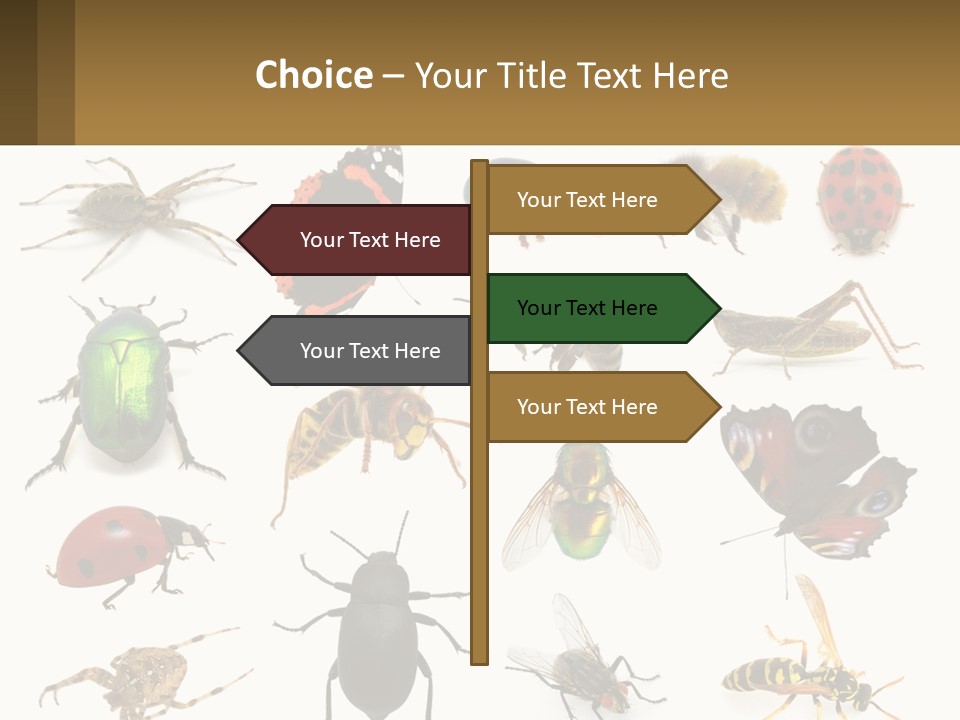 A Group Of Bugs And Bees On A White Background PowerPoint Template