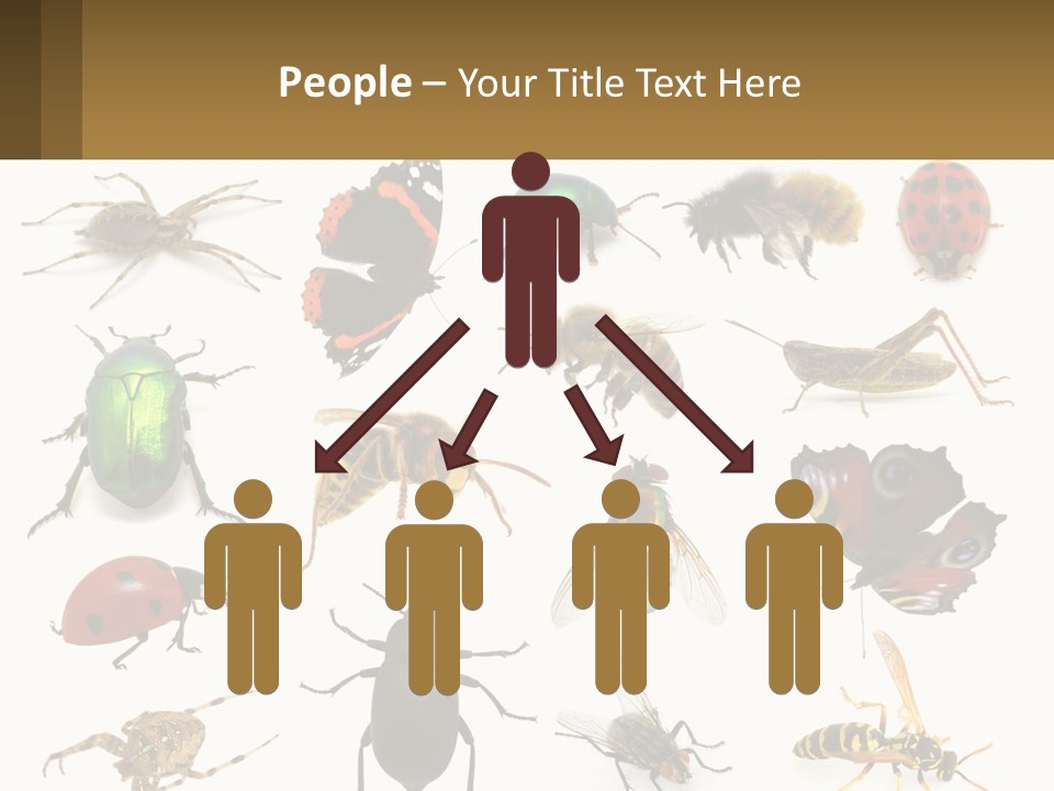 A Group Of Bugs And Bees On A White Background PowerPoint Template