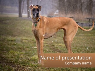A Large Brown Dog Standing In The Grass PowerPoint Template