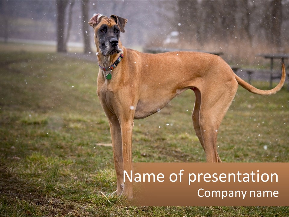 A Large Brown Dog Standing In The Grass PowerPoint Template