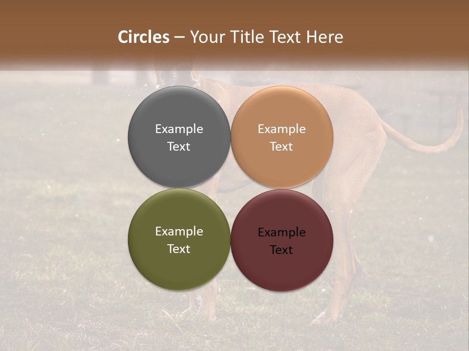 A Large Brown Dog Standing In The Grass PowerPoint Template