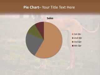 A Large Brown Dog Standing In The Grass PowerPoint Template