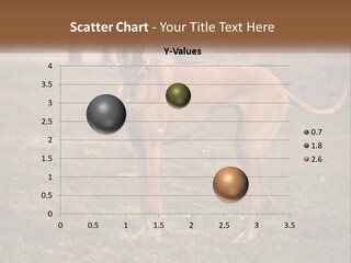 A Large Brown Dog Standing In The Grass PowerPoint Template