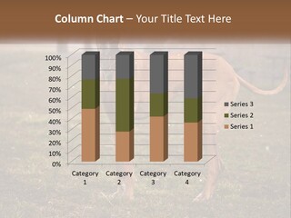 A Large Brown Dog Standing In The Grass PowerPoint Template