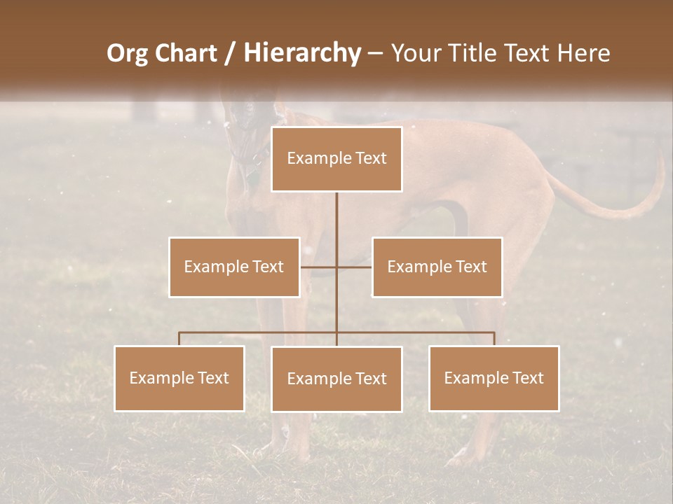 A Large Brown Dog Standing In The Grass PowerPoint Template