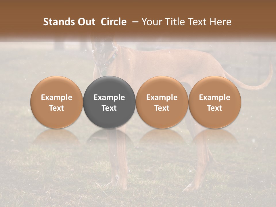 A Large Brown Dog Standing In The Grass PowerPoint Template