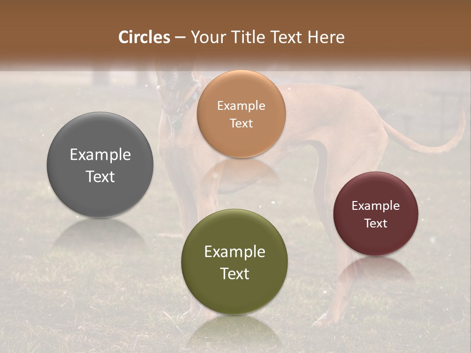 A Large Brown Dog Standing In The Grass PowerPoint Template
