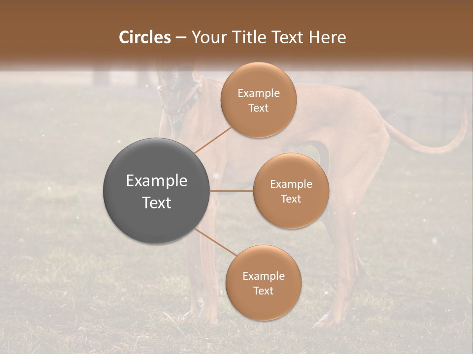 A Large Brown Dog Standing In The Grass PowerPoint Template