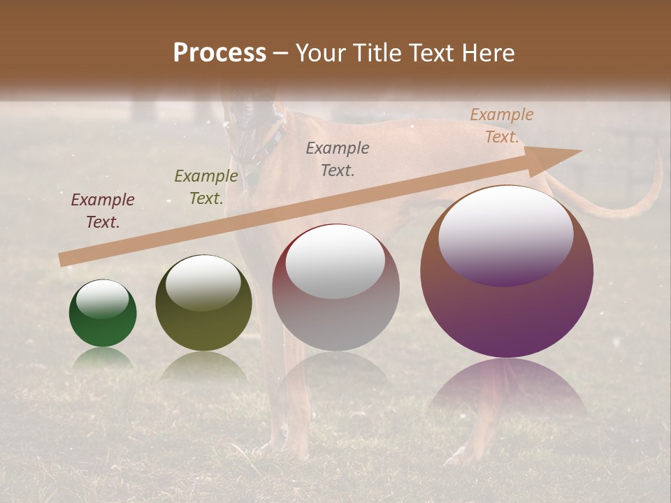 A Large Brown Dog Standing In The Grass PowerPoint Template