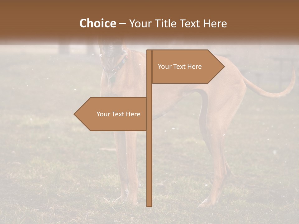 A Large Brown Dog Standing In The Grass PowerPoint Template
