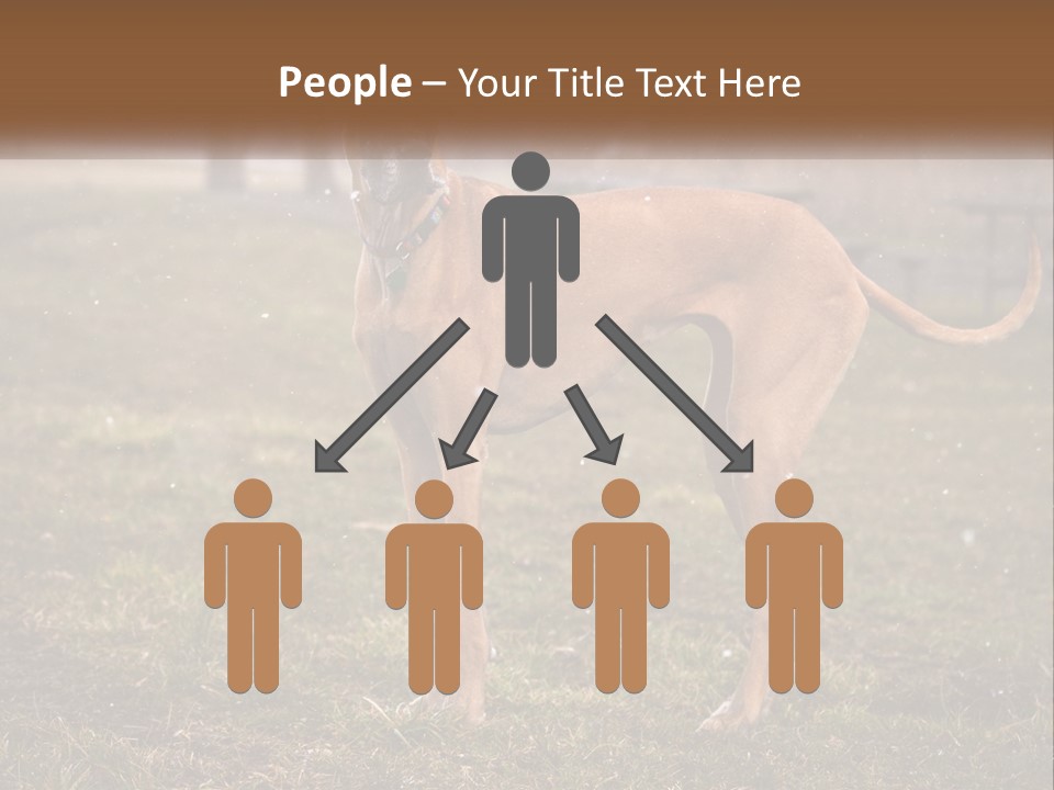 A Large Brown Dog Standing In The Grass PowerPoint Template