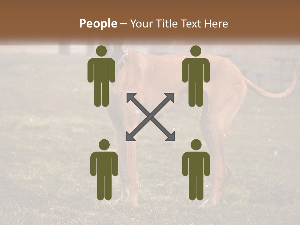 A Large Brown Dog Standing In The Grass PowerPoint Template