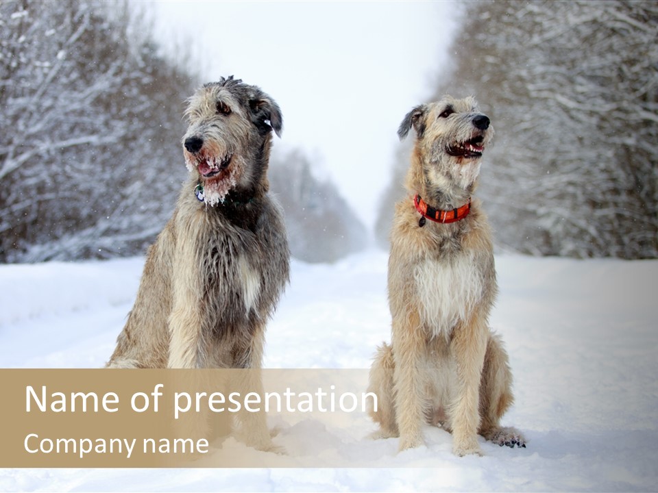 Two Dogs Sitting In The Snow With Trees In The Background PowerPoint Template