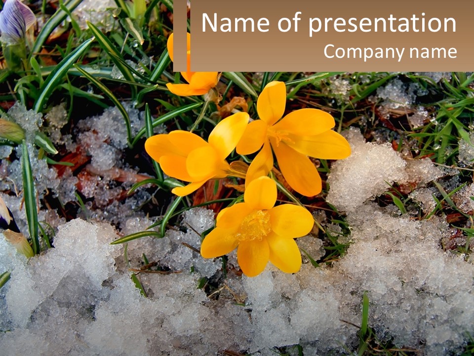 A Group Of Yellow Flowers Sitting On Top Of Snow Covered Ground PowerPoint Template