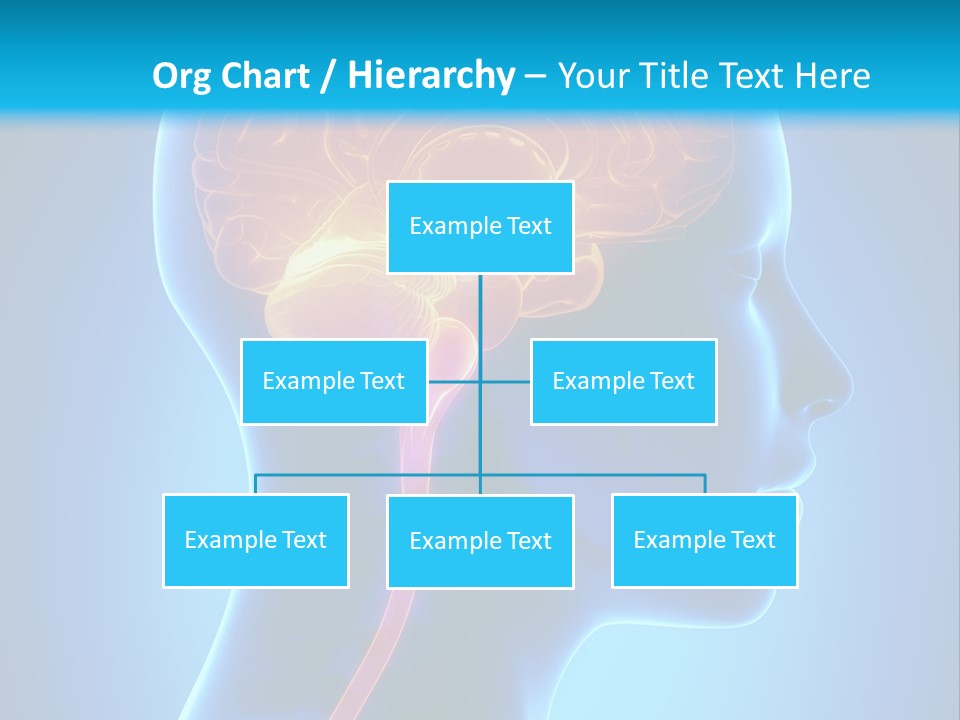 A Human Head With A Brain In The Middle Of It PowerPoint Template