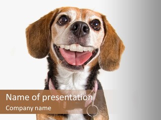 A Brown And White Dog With A Name Tag On It's Collar PowerPoint Template