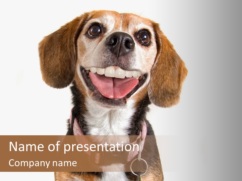 A Brown And White Dog With A Name Tag On It's Collar PowerPoint Template