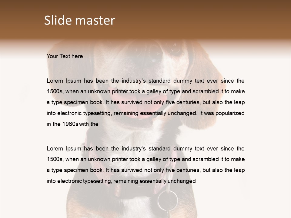 A Brown And White Dog With A Name Tag On It's Collar PowerPoint Template