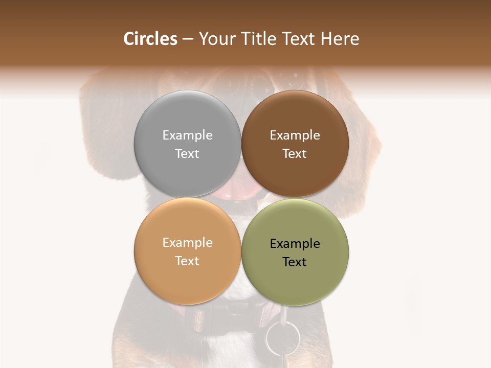 A Brown And White Dog With A Name Tag On It's Collar PowerPoint Template