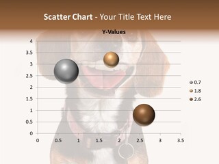 A Brown And White Dog With A Name Tag On It's Collar PowerPoint Template