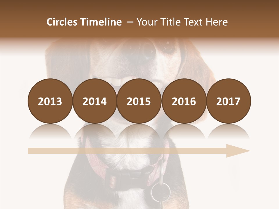 A Brown And White Dog With A Name Tag On It's Collar PowerPoint Template