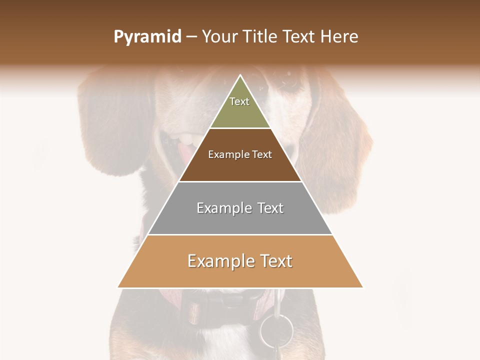 A Brown And White Dog With A Name Tag On It's Collar PowerPoint Template