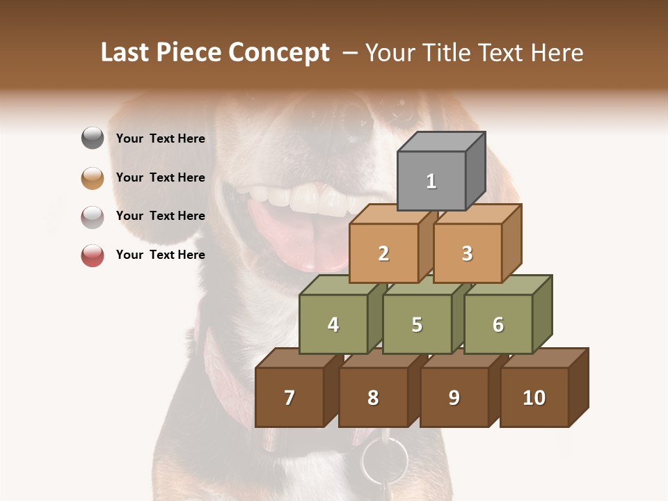 A Brown And White Dog With A Name Tag On It's Collar PowerPoint Template