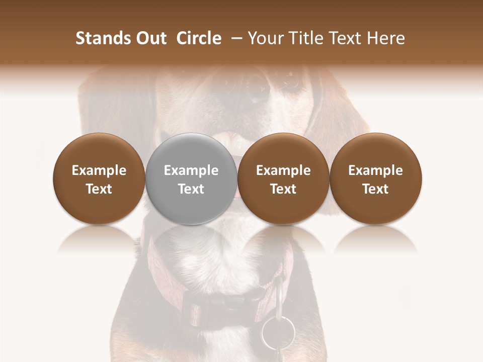 A Brown And White Dog With A Name Tag On It's Collar PowerPoint Template