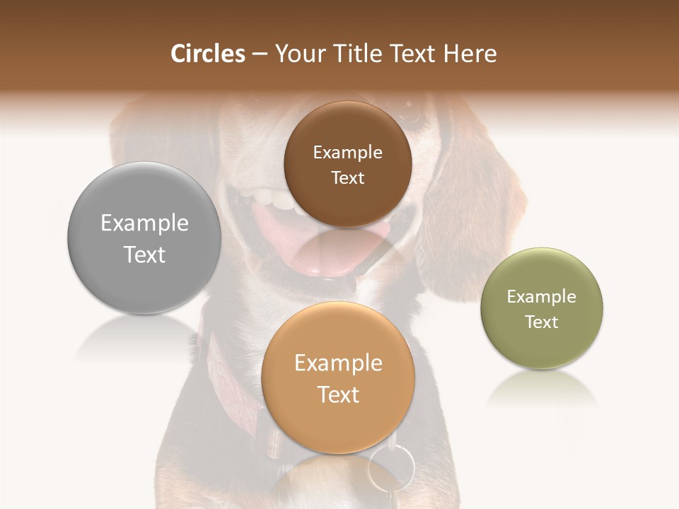 A Brown And White Dog With A Name Tag On It's Collar PowerPoint Template