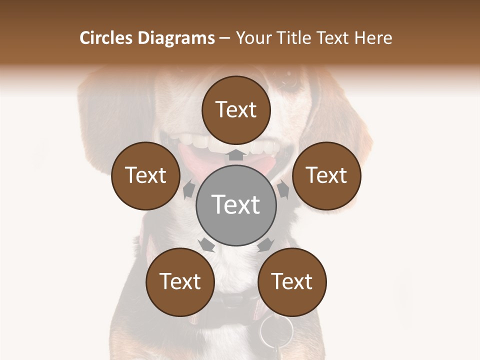 A Brown And White Dog With A Name Tag On It's Collar PowerPoint Template