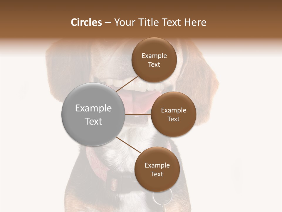 A Brown And White Dog With A Name Tag On It's Collar PowerPoint Template