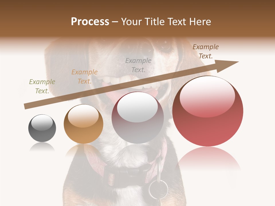 A Brown And White Dog With A Name Tag On It's Collar PowerPoint Template