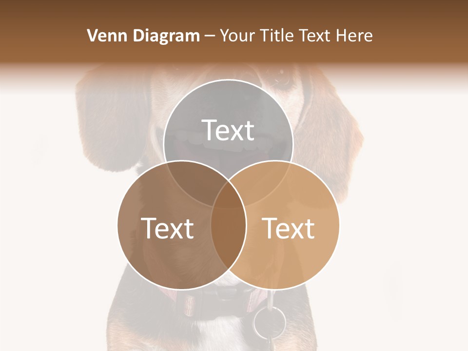 A Brown And White Dog With A Name Tag On It's Collar PowerPoint Template