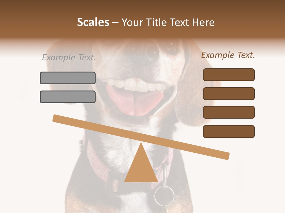 A Brown And White Dog With A Name Tag On It's Collar PowerPoint Template