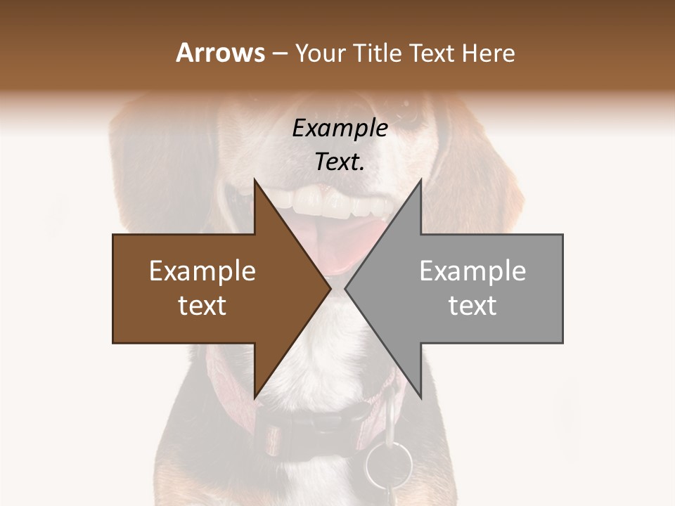 A Brown And White Dog With A Name Tag On It's Collar PowerPoint Template