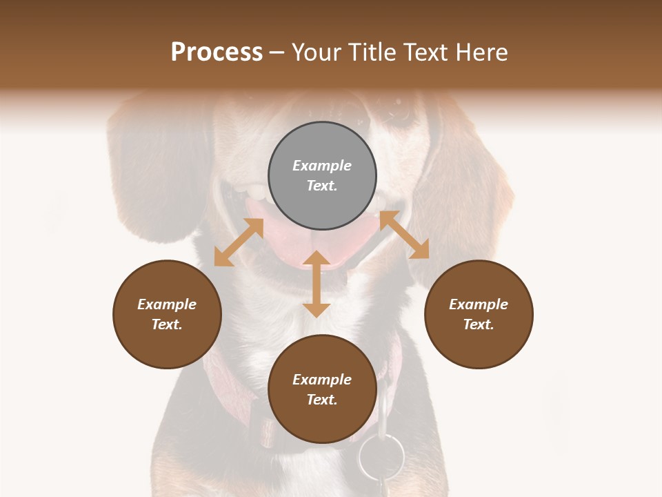 A Brown And White Dog With A Name Tag On It's Collar PowerPoint Template