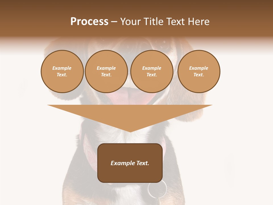 A Brown And White Dog With A Name Tag On It's Collar PowerPoint Template