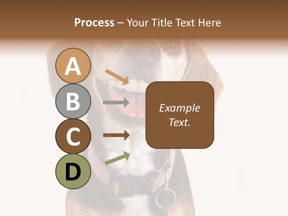 A Brown And White Dog With A Name Tag On It's Collar PowerPoint Template