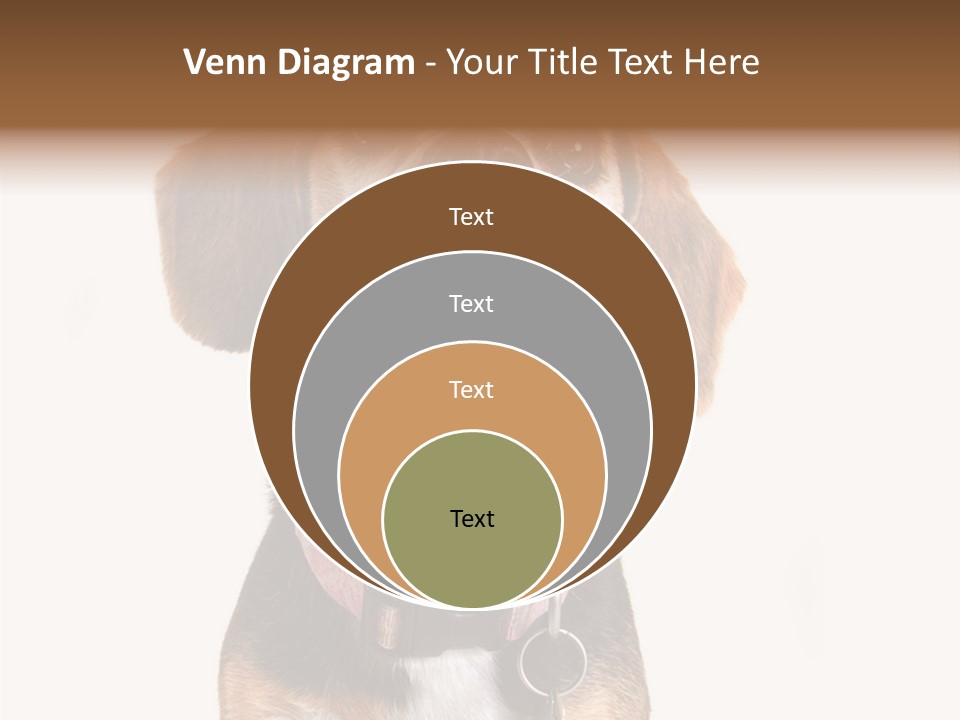 A Brown And White Dog With A Name Tag On It's Collar PowerPoint Template