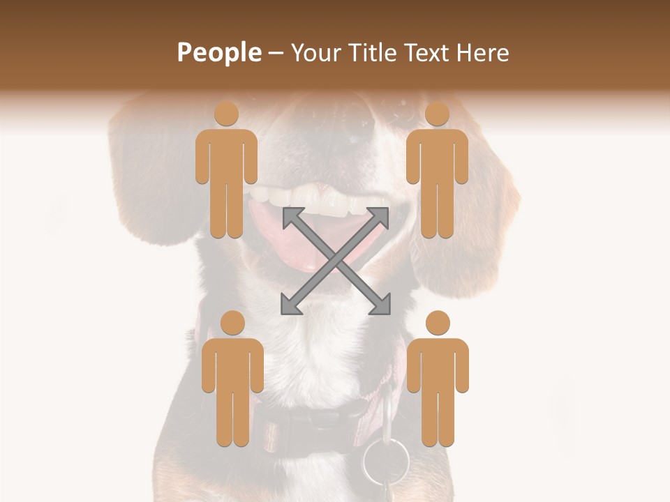 A Brown And White Dog With A Name Tag On It's Collar PowerPoint Template