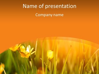 A Field Of Yellow Flowers Powerpoint Template PowerPoint Template