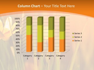 A Field Of Yellow Flowers Powerpoint Template PowerPoint Template
