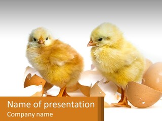 A Couple Of Chickens Standing Next To An Egg PowerPoint Template