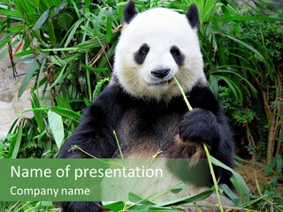 A Panda Eating Bamboo In A Zoo Enclosure PowerPoint Template