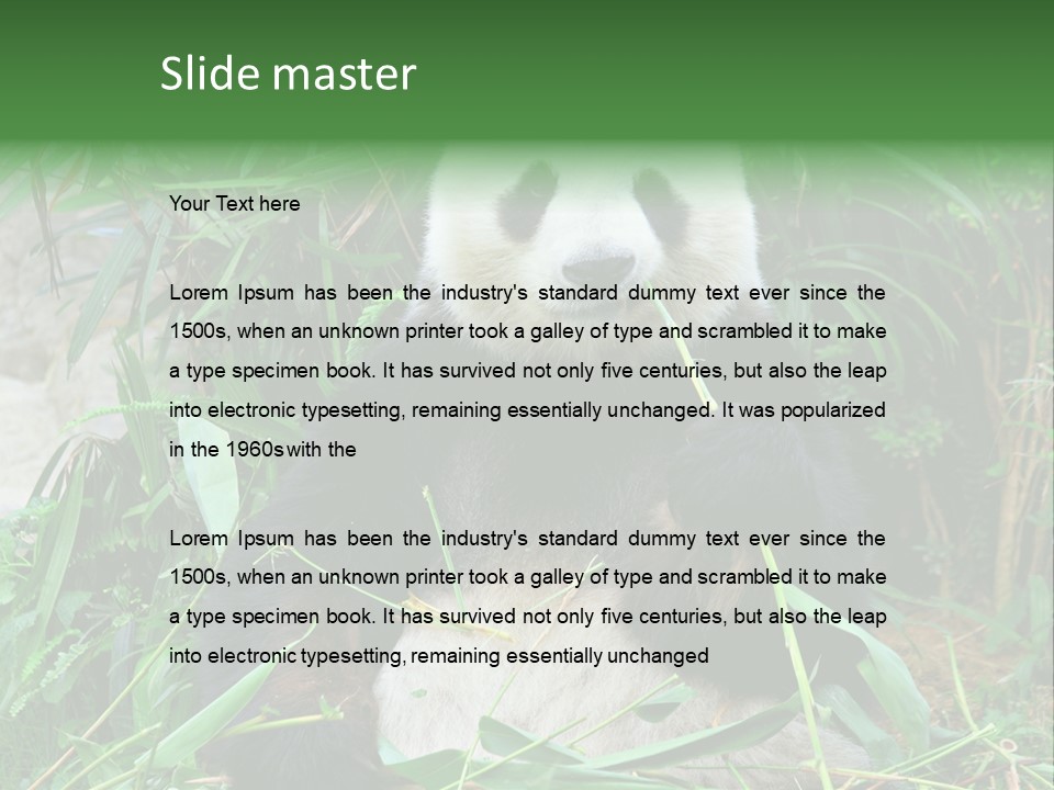 A Panda Eating Bamboo In A Zoo Enclosure PowerPoint Template
