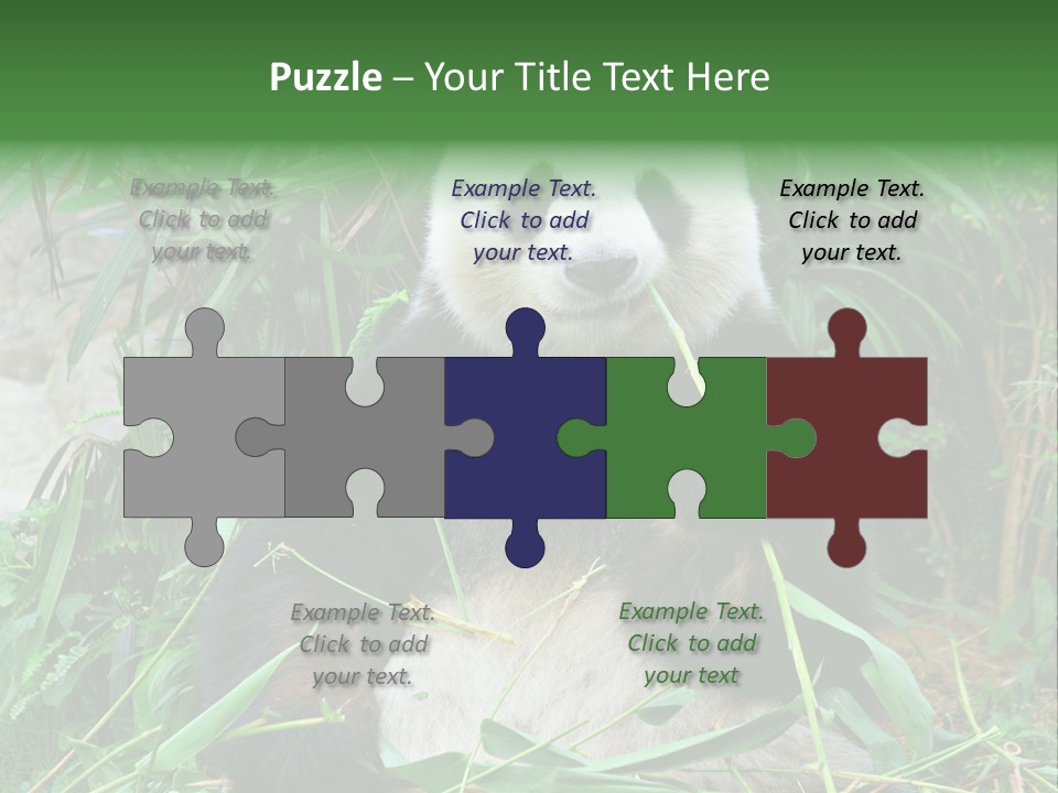 A Panda Eating Bamboo In A Zoo Enclosure PowerPoint Template